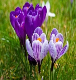 Tulips in a grassy field